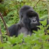  Silverback Gorilla 2, Gahinga (Congo)